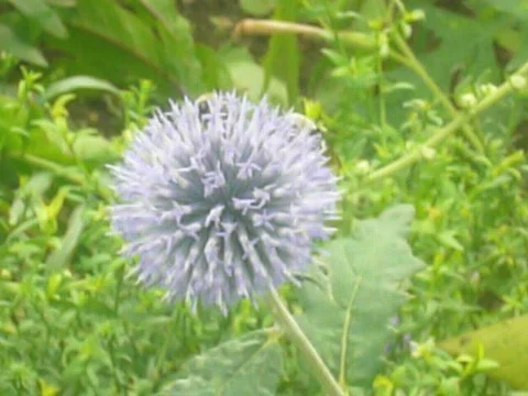 Bees and flowers Stock Footage 538093