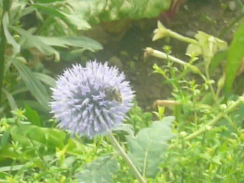 Bees and flowers Stock Footage 693941