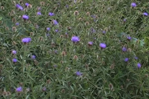  Bees and Flowers Stock Footage 8545882