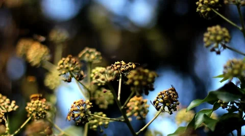 Bees and Flowers. Stock Footage 37325985