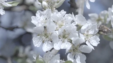 Bees and flowers Stock Footage 48917342