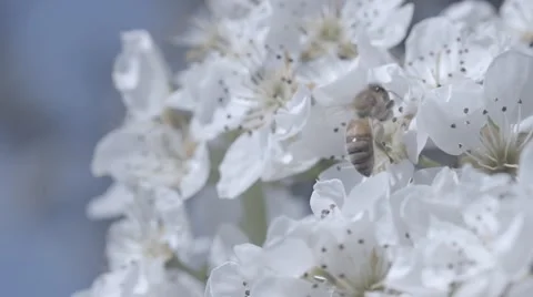Bees and flowers Stock Footage 48917361