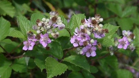 Bees and flowers Stock Footage 76750031