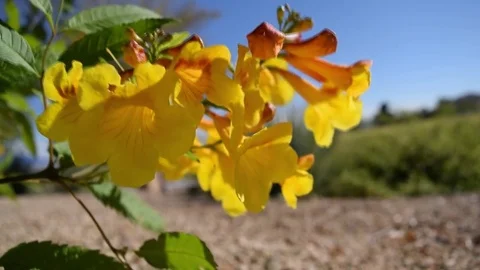 Bees and flowers Stock Footage