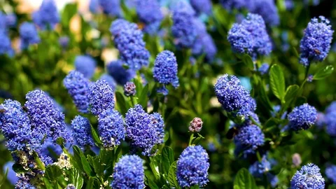 Bee's And Flowers Video stock 98608872