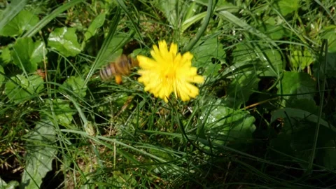 Bees and flowers Vídeo Stock 160829904