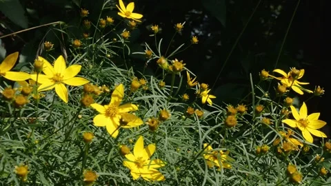 Bees and flowers Vídeo Stock 160829980