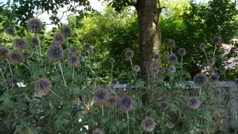 Bees and flowers Vídeo Stock 160830074