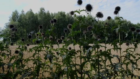 Bees and flowers Vídeo Stock 160830469