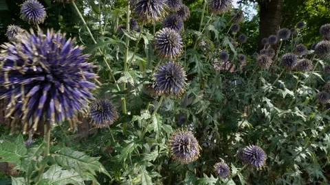 Bees and flowers Stock Footage 160830483