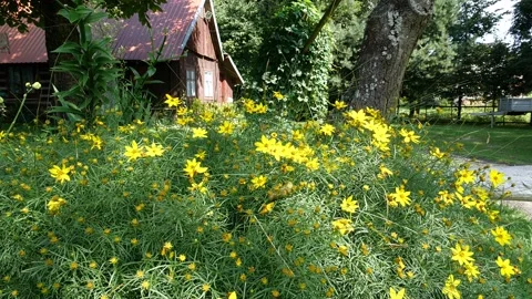 Bees and flowers Vídeo Stock 160830665