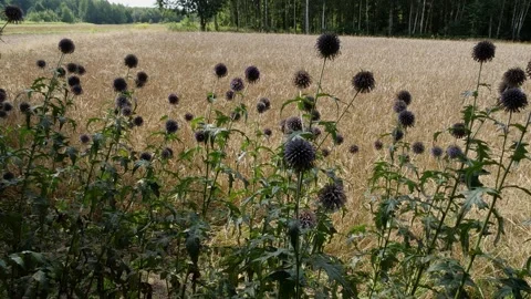 Bees and flowers Vídeo Stock 160830726