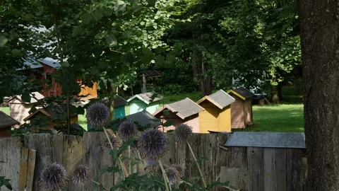 Bees and flowers Vídeo Stock 160830923