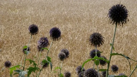 Bees and flowers Vídeo Stock 160830949