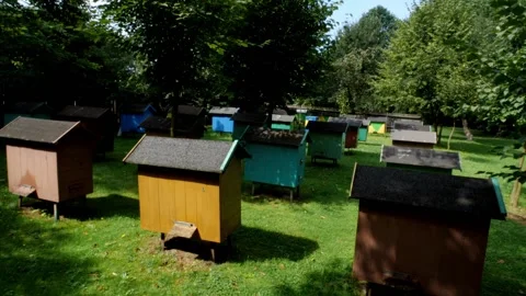 Bees and flowers Vídeo Stock 160831042