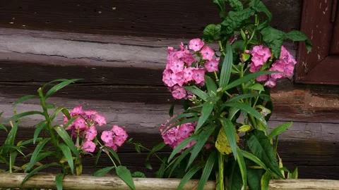 Bees and flowers Vídeo Stock 160831102