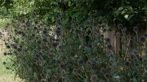 Bees and flowers 스톡 동영상 160831106