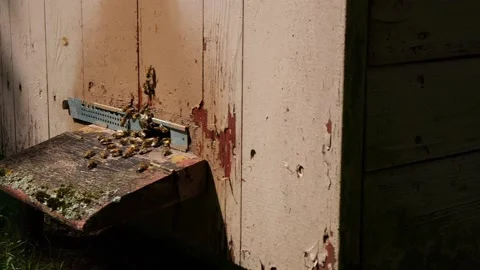 Bees and flowers Vídeo Stock 160831289