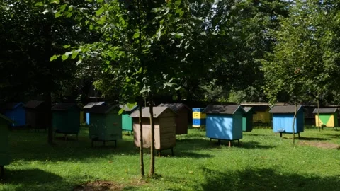 Bees and flowers Vídeo Stock 160831330