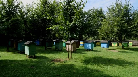 Bees and flowers 스톡 동영상 160831333