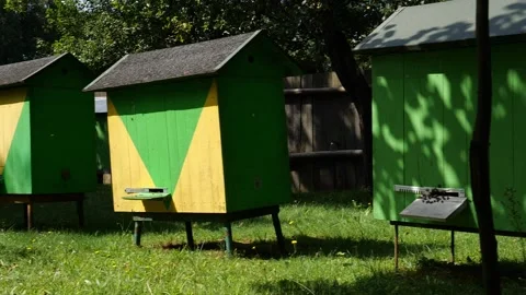 Bees and flowers 스톡 동영상 160831395