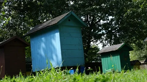 Bees and flowers 스톡 동영상 160831425