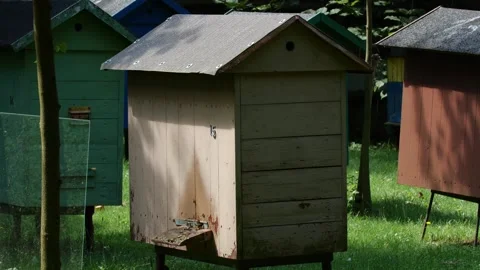 Bees and flowers 스톡 동영상 160831490