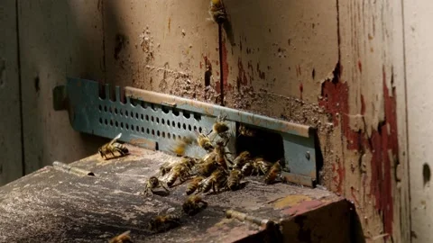 Bees and flowers 스톡 동영상 160831664