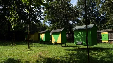 Bees and flowers 스톡 동영상 160831895