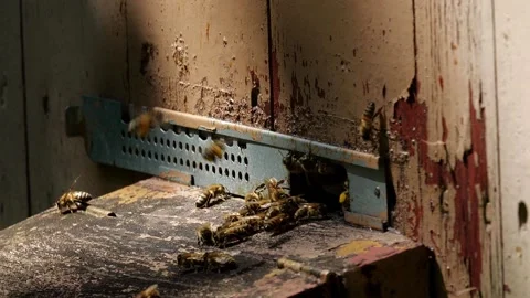 Bees and flowers 스톡 동영상 160832090