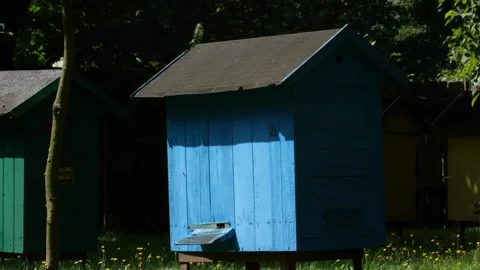 Bees and flowers 스톡 동영상 160832171