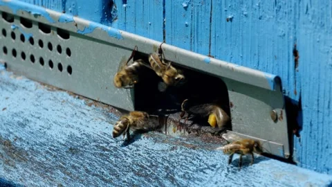 Bees and flowers 스톡 동영상 160832233