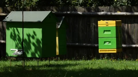 Bees and flowers 스톡 동영상 160832234