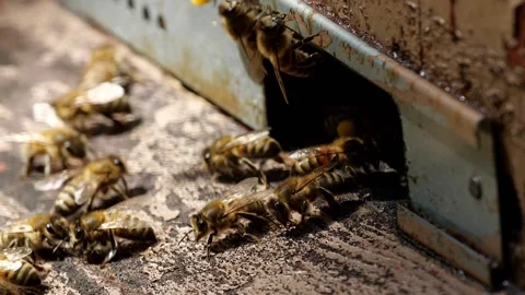 Bees and flowers 스톡 동영상 160832323