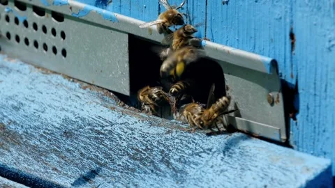 Bees and flowers 스톡 동영상 160832335