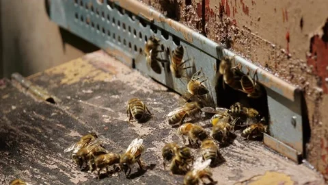 Bees and flowers 스톡 동영상 160832338