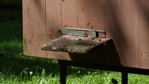 Bees and flowers 스톡 동영상 160832368