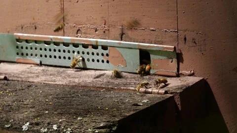 Bees and flowers 스톡 동영상 160832412