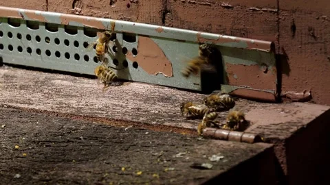 Bees and flowers 스톡 동영상 160832608