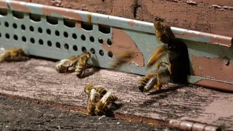 Bees and flowers 스톡 동영상 160832660