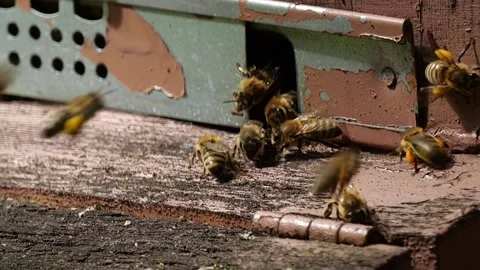 Bees and flowers 스톡 동영상 160832832