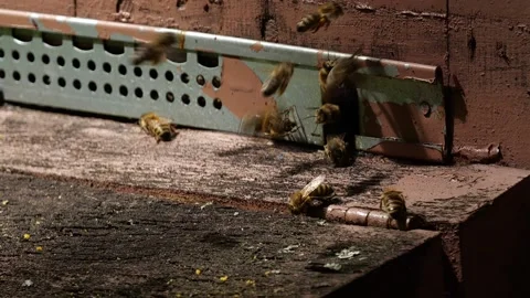 Bees and flowers 스톡 동영상 160832922