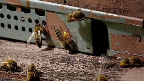 Bees and flowers 스톡 동영상 160832945