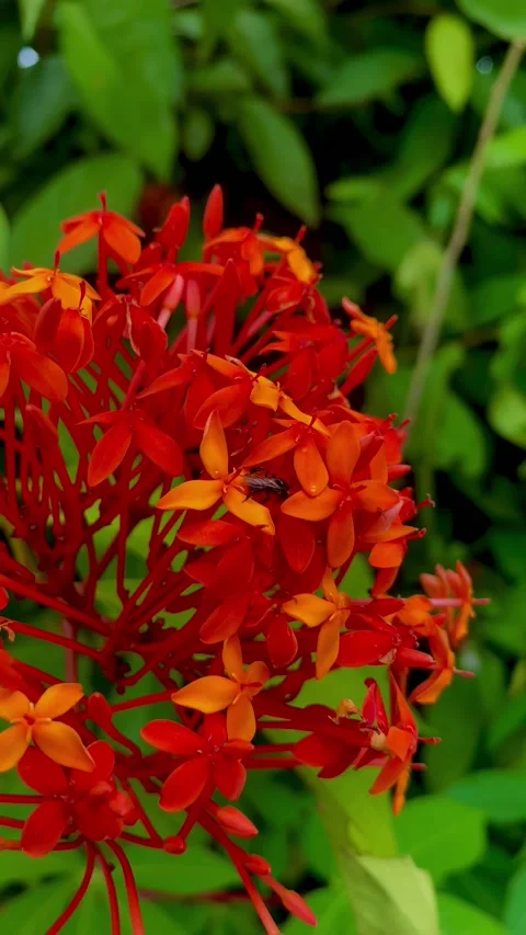 Bees and flowers 库存影片 218418904