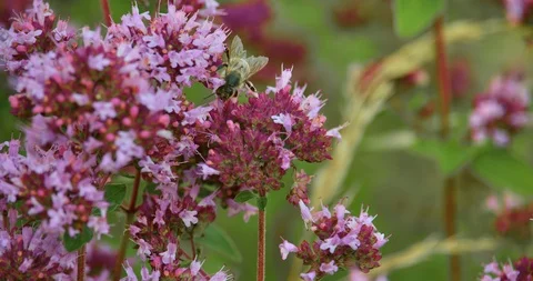 Bees and flowers macro slow motion 스톡 동영상 92446562