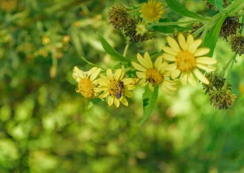 Bees and Flowers Stock Photos
