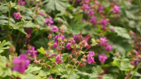 Bees and geranium Stock Footage 138890594