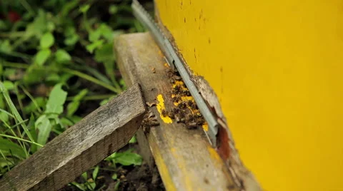 Bees and hive Stock Footage 45954481