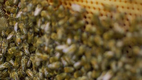 Bees and hive Stock Footage 138429049