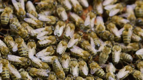 Bees and hive Stock Footage 138429191